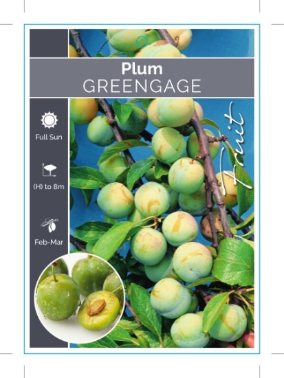 Picture of FRUIT PLUM GREENGAGE (HERITAGE) Jumbo Tag                                                                                                             