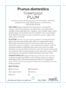 Picture of FRUIT PLUM GREENGAGE (HERITAGE) Jumbo Tag                                                                                                             