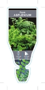 Picture of FERN ASPLENIUM (UNNAMED VARIETY)                                                                                                                      