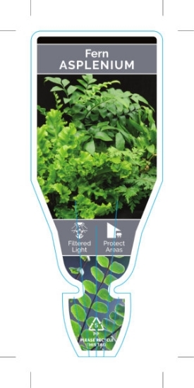 Picture of FERN ASPLENIUM (UNNAMED VARIETY)                                                                                                                      