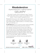 Picture of RHODODENDRON GRUMPY                                                                                                                                   