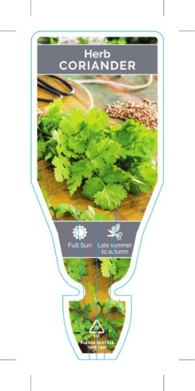 Picture of HERB CORIANDER / CILANTRO (Coriandrum sativum)                                                                                                          