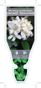Picture of MURRAYA PANICULATA ORANGE JESSAMINE                                                                                                                   