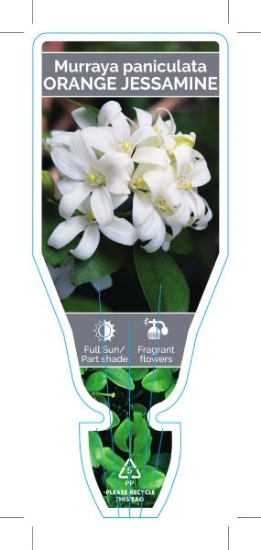 Picture of MURRAYA PANICULATA ORANGE JESSAMINE                                                                                                                   