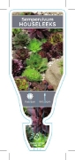 Picture of SUCCULENT SEMPERVIVUM HOUSE LEEK OR HEN AND CHICKENS                                                                                                  