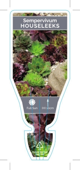 Picture of SUCCULENT SEMPERVIVUM HOUSE LEEK OR HEN AND CHICKENS                                                                                                  