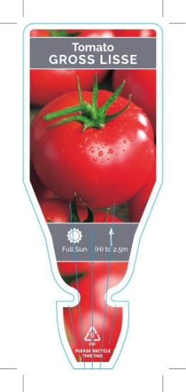 Picture of VEGETABLE TOMATO GROSSE LISSE (Lycopersicon esculentum)                                                                                               
