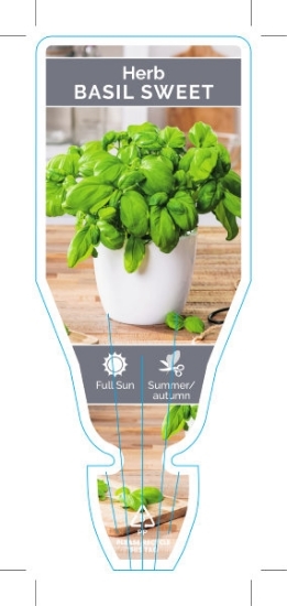 Picture of HERB BASIL SWEET OR COMMON (Ocimum basilicum)                                                                                                         