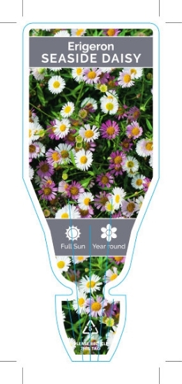 Picture of ANNUAL ERIGERON KARVINSKIANUS SEASIDE DAISY                                                                                                           