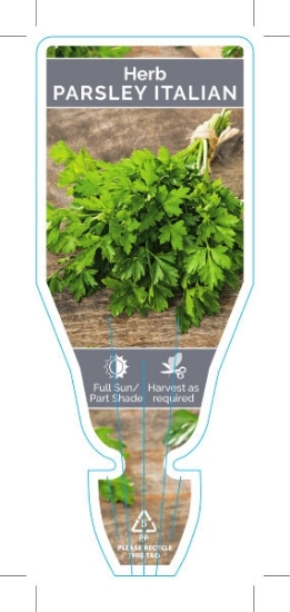 Picture of HERB PARSLEY ITALIAN (Petroselinum crispum var. neapolitanum)                                                                                         