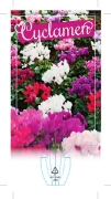 Picture of **HOUSEPLANT CYCLAMEN                                                                                                                                 