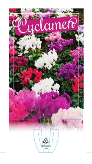 Picture of **HOUSEPLANT CYCLAMEN                                                                                                                                 