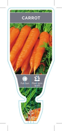 Picture of VEGETABLE CARROT (Daucus carota)                                                                                                                      