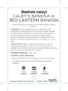 Picture of BANKSIA CALEYI CALEYS OR RED LANTERN BANKSIA                                                                                                          