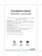 Picture of EUCALYPTUS LATENS MOON LAGOON                                                                                                                         