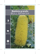 Picture of BANKSIA GRANDIS BULL BANKSIA                                                                                                                          