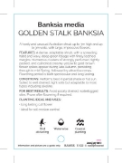 Picture of BANKSIA MEDIA GOLDEN STALK BANKSIA                                                                                                                    