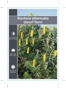 Picture of BANKSIA ATTENUATA DWARF FORM SLENDER BANKSIA                                                                                                          