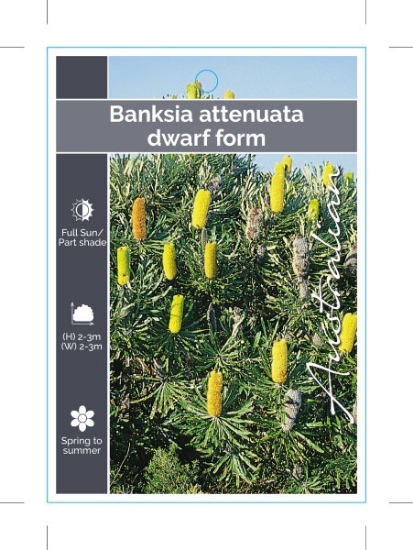 Picture of BANKSIA ATTENUATA DWARF FORM SLENDER BANKSIA                                                                                                          