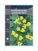 Picture of GOODENIA OVATA PROSTRATE FORM                                                                                                                         