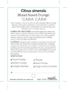 Picture of FRUIT CITRUS ORANGE CARA CARA BLOOD NAVEL                                                                                                             