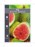 Picture of FRUIT FIG WHITE GENOA (HERITAGE)                                                                                                                      
