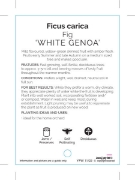 Picture of FRUIT FIG WHITE GENOA (HERITAGE)                                                                                                                      