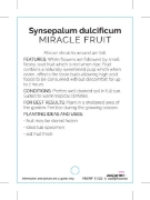 Picture of FRUIT MIRACLE FRUIT Synsepalum dulcificum                                                                                                             