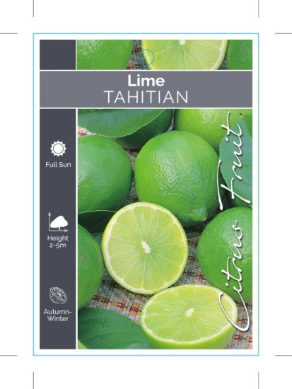 Picture of FRUIT CITRUS LIME TAHITIAN                                                                                                                            