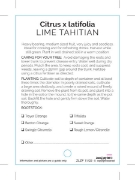 Picture of FRUIT CITRUS LIME TAHITIAN                                                                                                                            