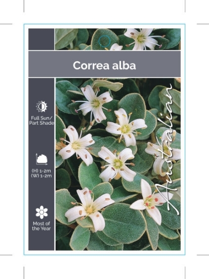Picture of CORREA ALBA                                                                                                                                           