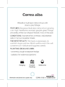 Picture of CORREA ALBA                                                                                                                                           