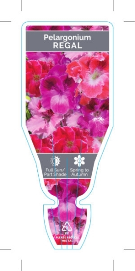 Picture of PELARGONIUM REGAL                                                                                                                                     