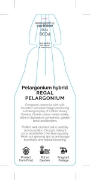 Picture of PELARGONIUM REGAL                                                                                                                                     