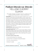 Picture of FRUIT GUAVA YELLOW CHERRY                                                                                                                             