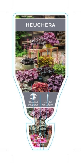 Picture of HEUCHERA - MIXED PICTURE (UNNAMED VARIETY)                                                                                                            