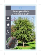 Picture of ULMUS PARVIFOLIA CHINESE ELM                                                                                                                          