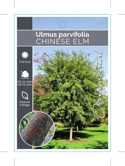 Picture of ULMUS PARVIFOLIA CHINESE ELM                                                                                                                          
