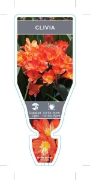 Picture of HOUSEPLANT CLIVIA MINIATA                                                                                                                             
