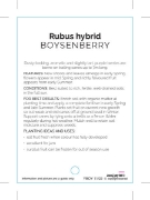 Picture of FRUIT BOYSENBERRY                                                                                                                                     
