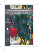 Picture of OMALANTHUS POPULIFOLIUS                                                                                                                               