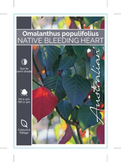 Picture of OMALANTHUS POPULIFOLIUS                                                                                                                               