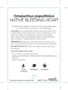 Picture of OMALANTHUS POPULIFOLIUS                                                                                                                               
