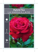 Picture of ROSE LA MARSEILLAISE (HT)                                                                                                                             