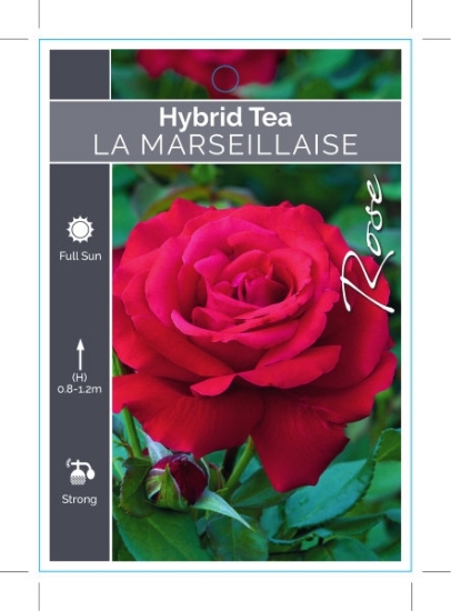 Picture of ROSE LA MARSEILLAISE (HT)                                                                                                                             