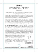 Picture of ROSE KENTUCKY DERBY (HT)                                                                                                                              