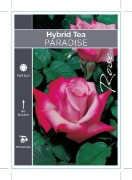 Picture of ROSE PARADISE (HT)                                                                                                                                    