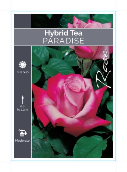 Picture of ROSE PARADISE (HT)                                                                                                                                    