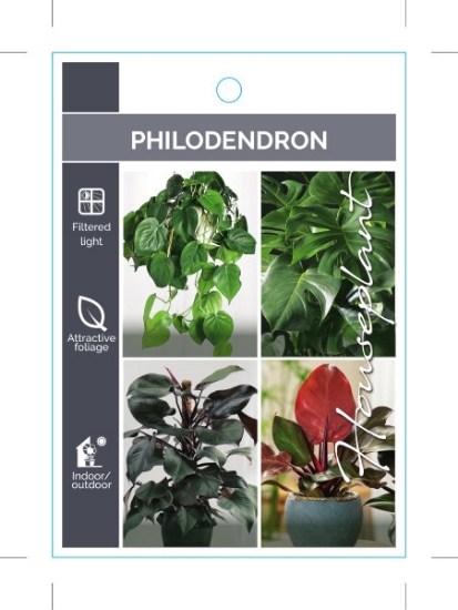Picture of HOUSEPLANT PHILODENDRON - MIXED PICTURE (UNNAMED VARIETY)                                                                                             