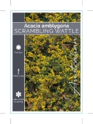 Picture of ACACIA AMBLYGONA                                                                                                                                      